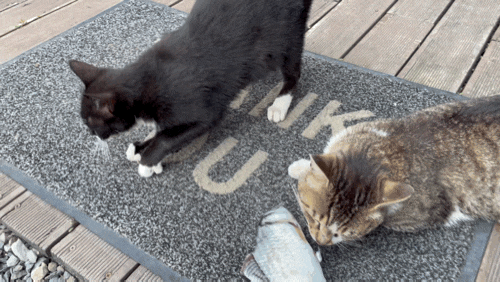 고양이 탐구생활 6 [날씨가 좋아 기분이 좋다냥 :0 ]