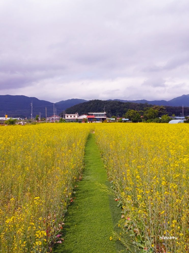  춘천예쁜카페 유기농카페 유채꽃밭 랜선여행 Rape flower field trip