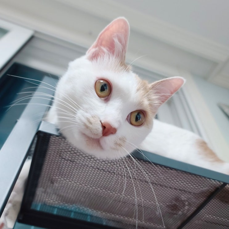  집사 껌딱지 고양이. 매력적인 고양이.