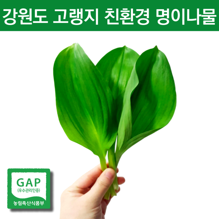 의외로 인기있는 친환경 고랭지 자연산명이나물 줄기명이 대명이 잎명이 산마늘잎 산마늘명이나물 홍천명이 나물 봄 4월 제철나물 노지 인제 산명이 야생 영양 봄철 홍천 산나물 생잎 1k