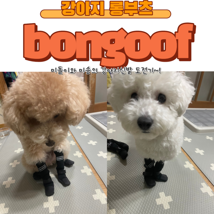  안벗겨지는 강아지 신발 bongoof 미돌미솜이가 신어봤습니다~!