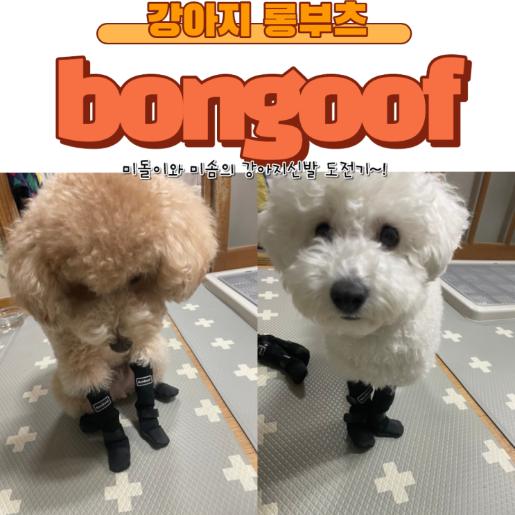 안벗겨지는 강아지 신발 bongoof 미돌미솜이가 신어봤습니다~!