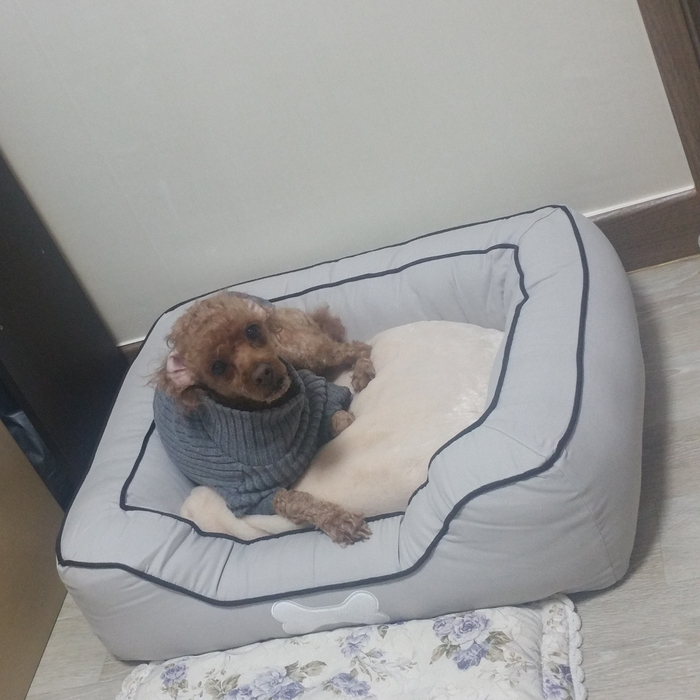 죽어본 적 있어? (펫로스일기)