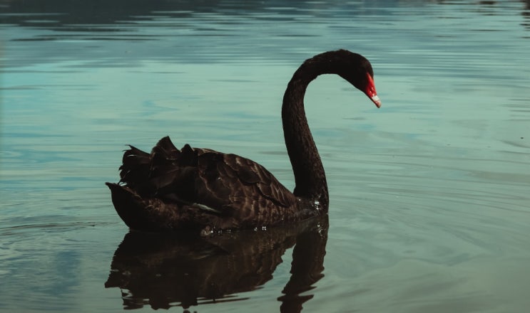  흑조, 블랙 스완 Black Swan