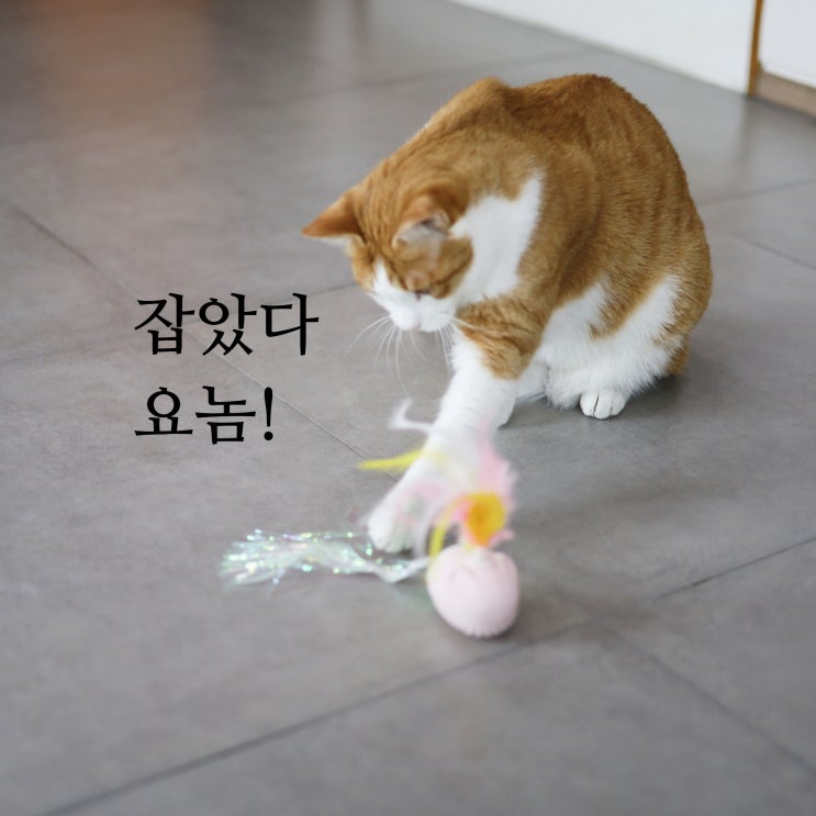 오엘라 고양이 전동 장난감, 쥐를 잡자 찍찍찍 (OP-PP04)