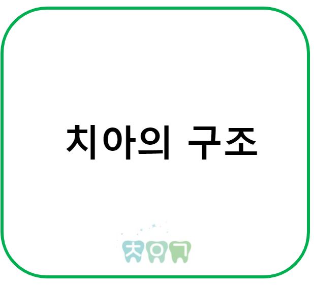  법랑질? 상아질? 치아의 구조 알아보기