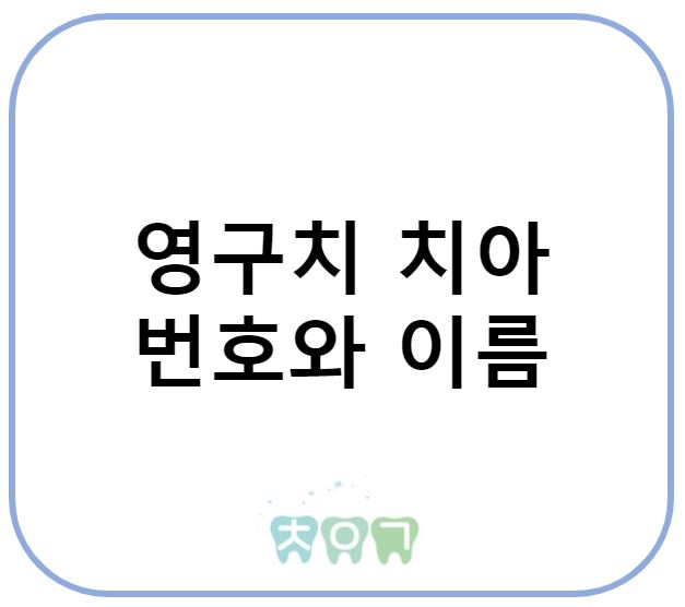  성인 치아 번호와 이름 알아보기