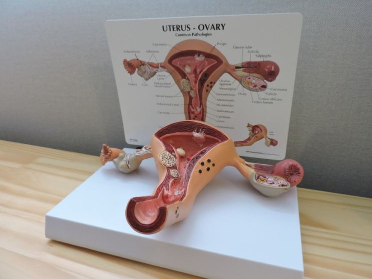  청라임신준비한약 한의원 도움으로