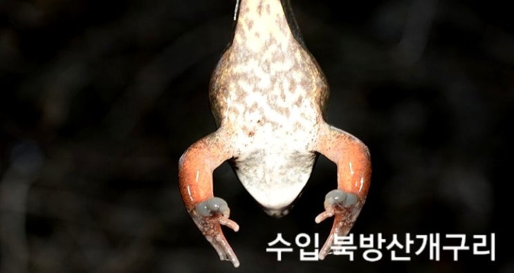  개구리즙 성장기 운동선수들에게 좋은 이유는? feat. 주현이네약초마을