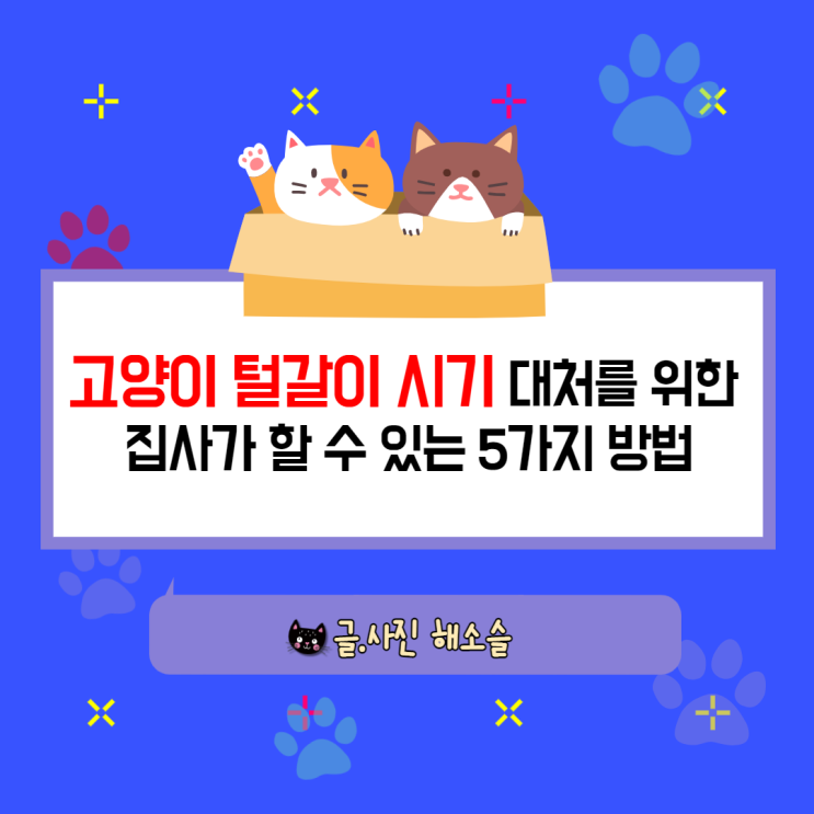  고양이 털갈이 시기 대처를 위한 집사가 할 수 있는 5가지 방법