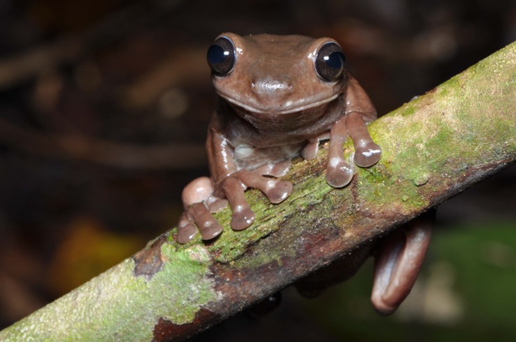 호주 퀸즈랜드에서 초콜릿 개구리 발견