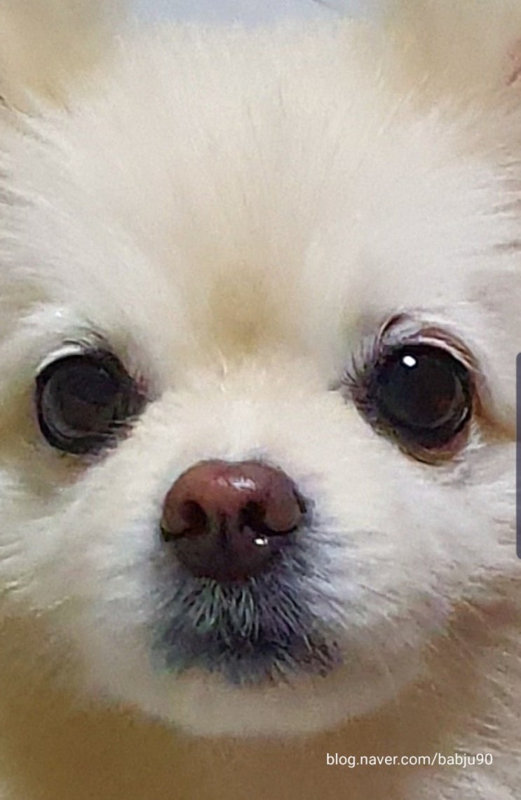  <포메라니안, 포메라이언, 포메라이안> 강아지 사진 (보리)