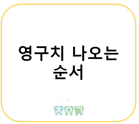  영구치 맹출 순서