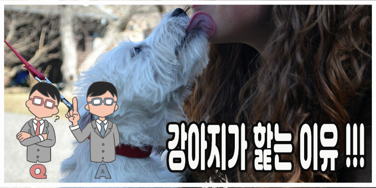  강아지가 핥는 이유 알면 더 사랑스워요!