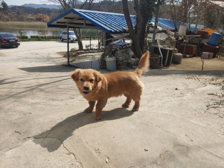  갓셀 강아지, 고양이 반려동물 애완동물 털 제거기