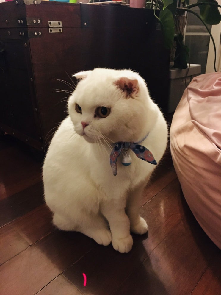  5/29 일상—고양이