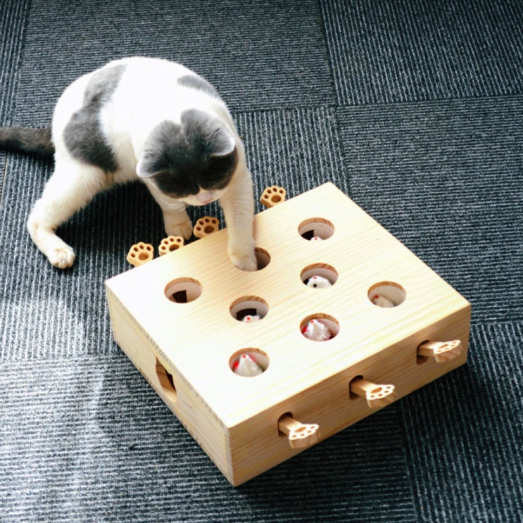 인기있는 펫초이스 고양이 캣펀치 원목 장난감 8구, 혼합 색상, 1개 추천해요