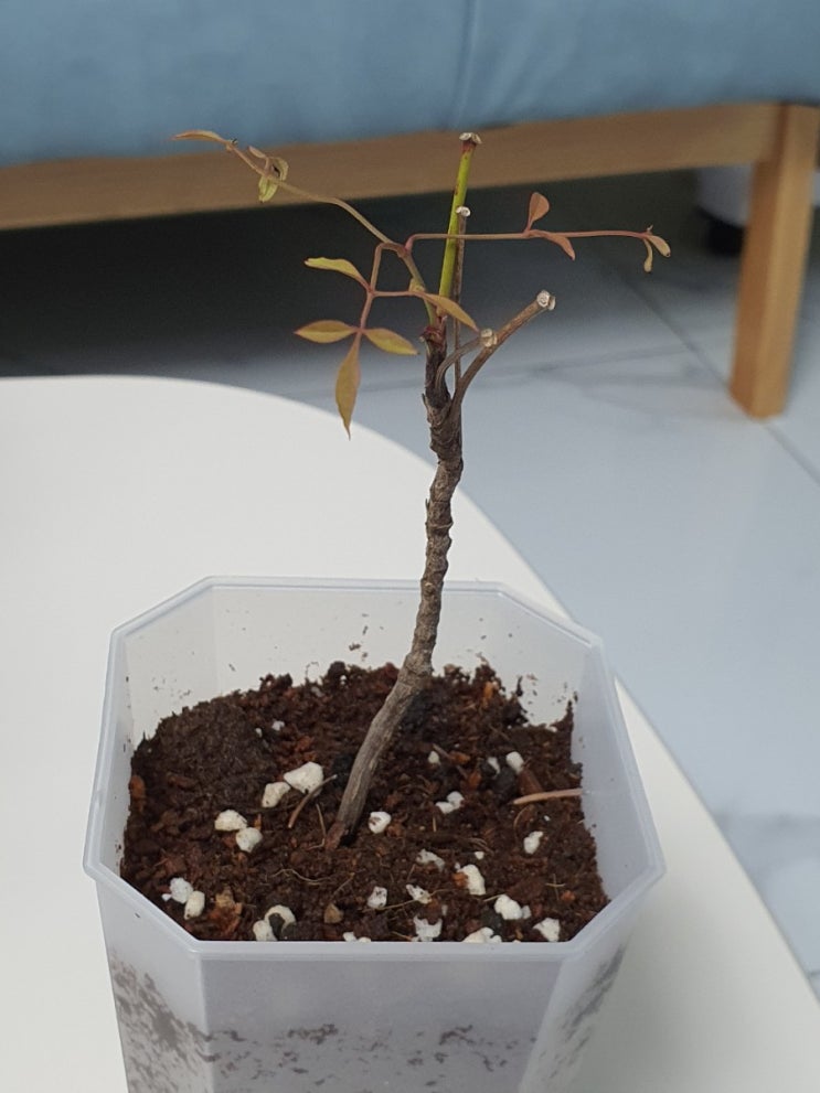  블챌 오늘일기 6 남천 남천나무 키우기 How to grow Nandina