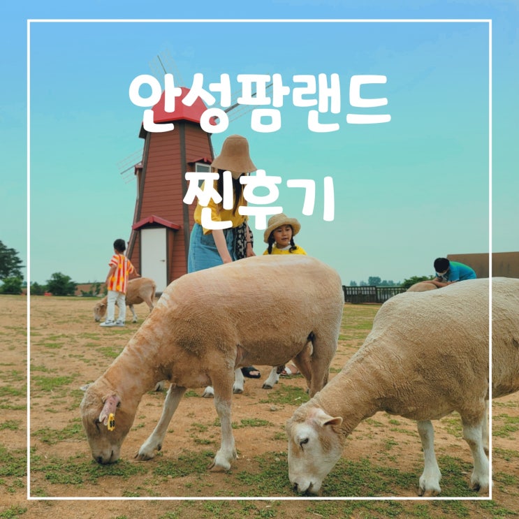  농협 안성 팜랜드 입장권, 할인, 유모차, 유채꽃 포토존까지 꿀팁