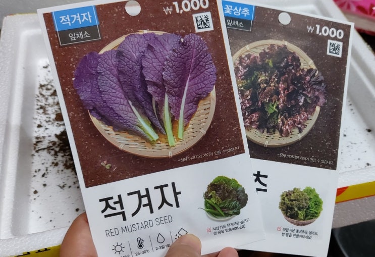 베란다 상추 & 적겨자 키우기 베란다 상추 & 적겨자 키우기