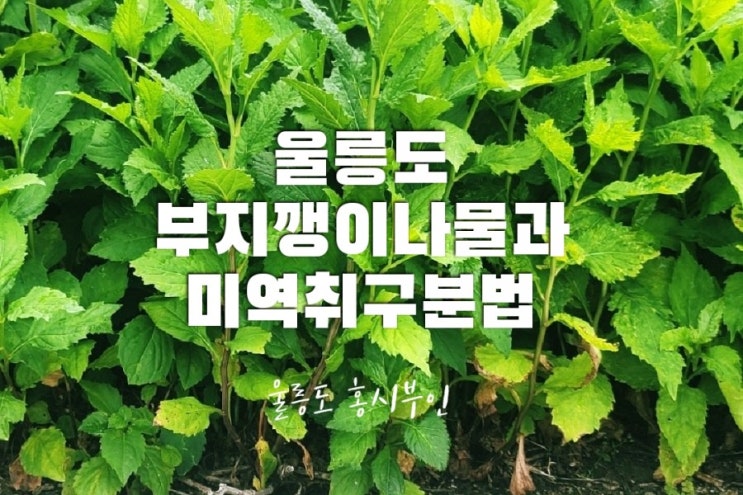  절대 헷갈리지 않을 미역취  나물과  부지깽이 나물 구분법
