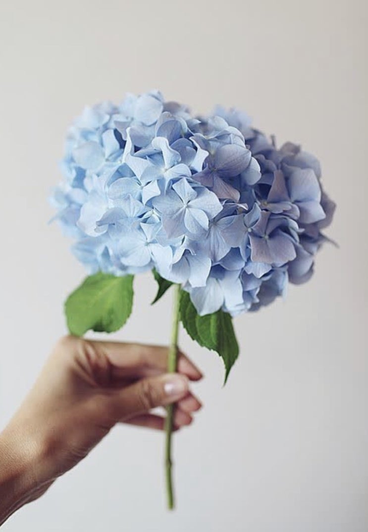  수국의 계절. 수국 화병 꽃꽂이와 수국 오래보는 팁.