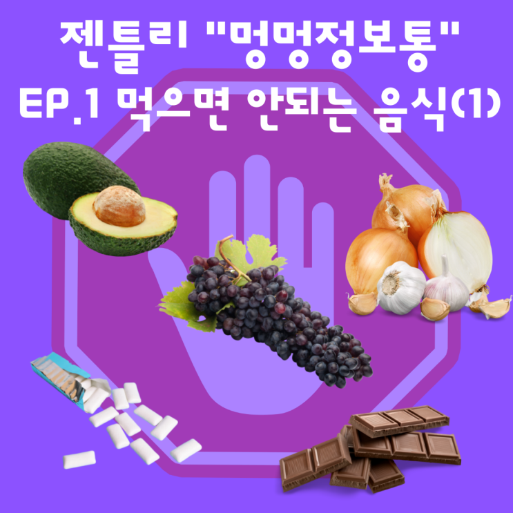  강아지 먹으면 안되는 음식, 초콜릿 아보카도 포도 양파 자일리톨