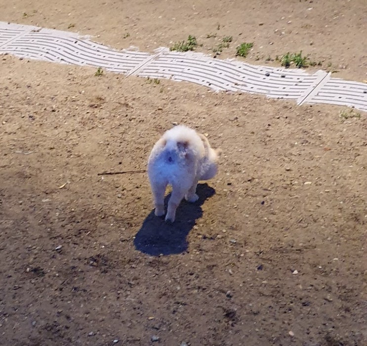  (오늘일기) 강아지와 함께한 주말