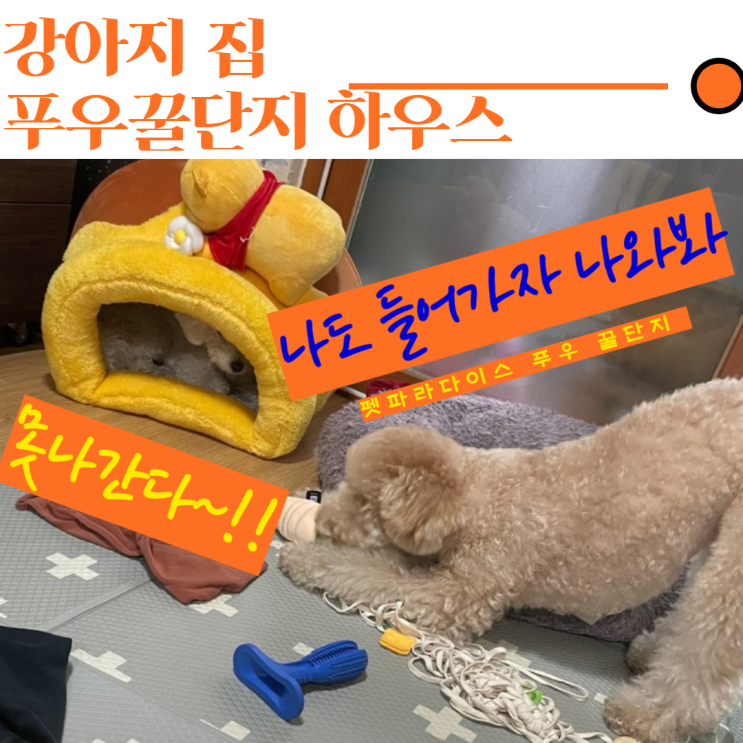  <강아지집> 펫파라다이스 푸우 꿀단지 하우스 사용후기