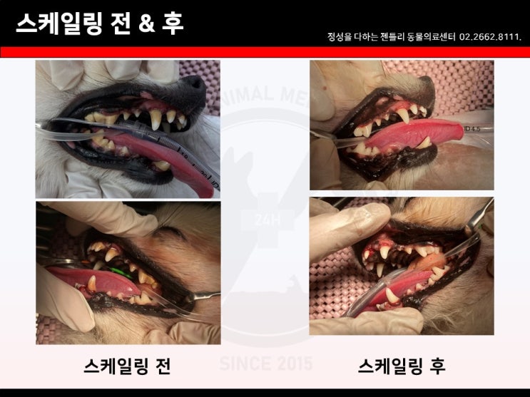  강아지 이빨관리, 치석제거, 마곡역 동물병원