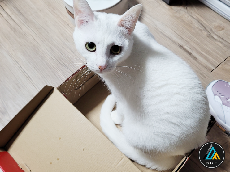  오늘의 일기 회사고양이 근황과 도색작업