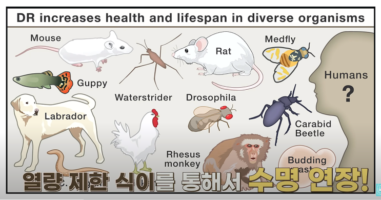  간헐적 단식의 비밀, 암환자인 내가 선택한 이유
