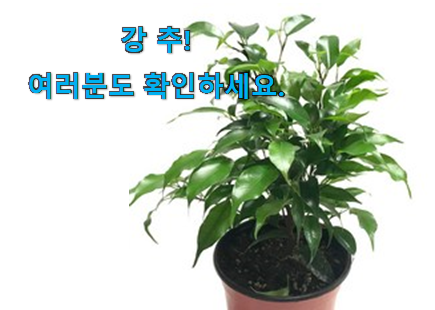 가격착한 벤자민 고무나무 가성비목록 강추! 가격착한 벤자민 고무나무 가성비목록 강추!