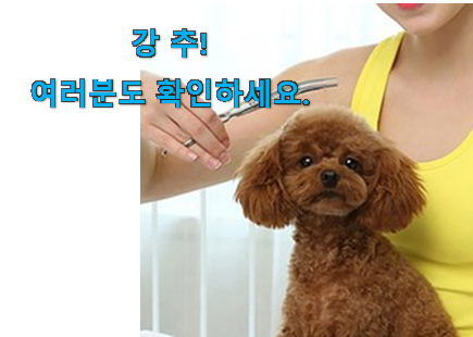 유행예감 애견 미용가위 선택 만족스럽네요 ㅎㅎ 유행예감 애견 미용가위 선택 만족스럽네요 ㅎㅎ
