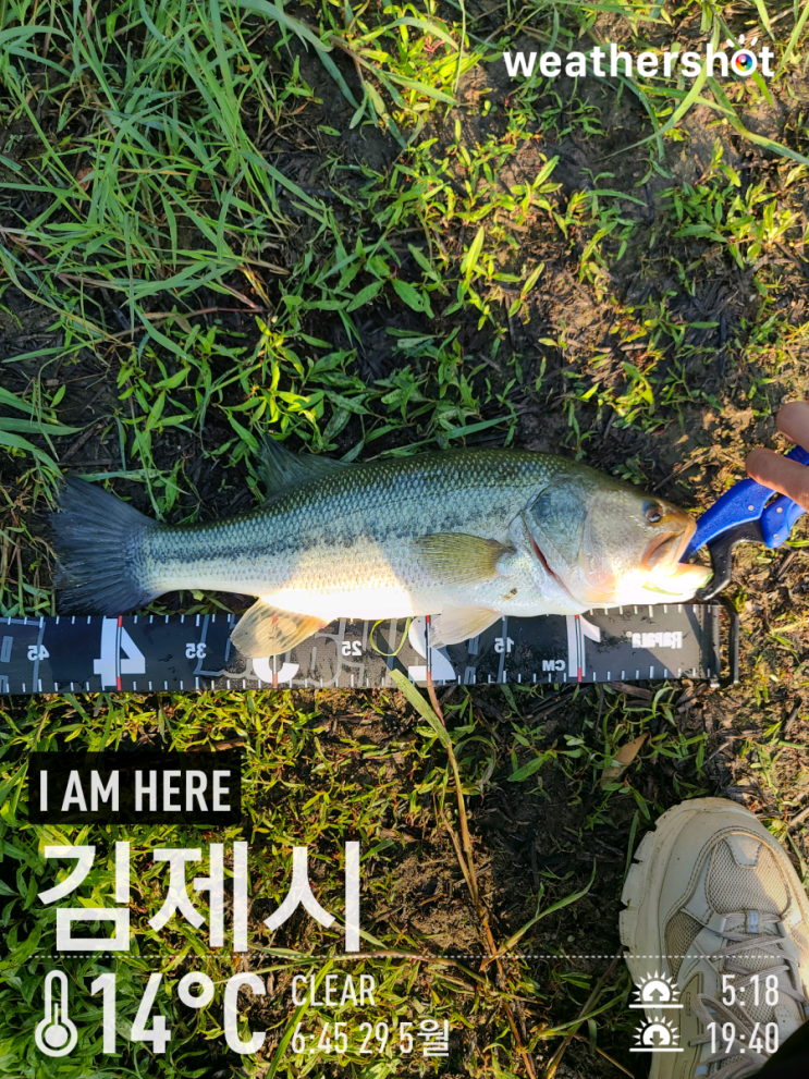  [2021.05.29] 김제 대율저수지 배스 워킹 낚시 (Feat. 노싱커, 스피너베이트)