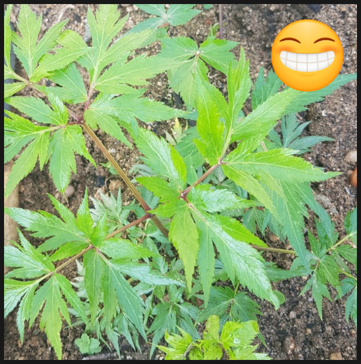  여자에게 좋은 음식 당귀 효능 뿌리 부작용 약용식물 당귀잎 쌈채소