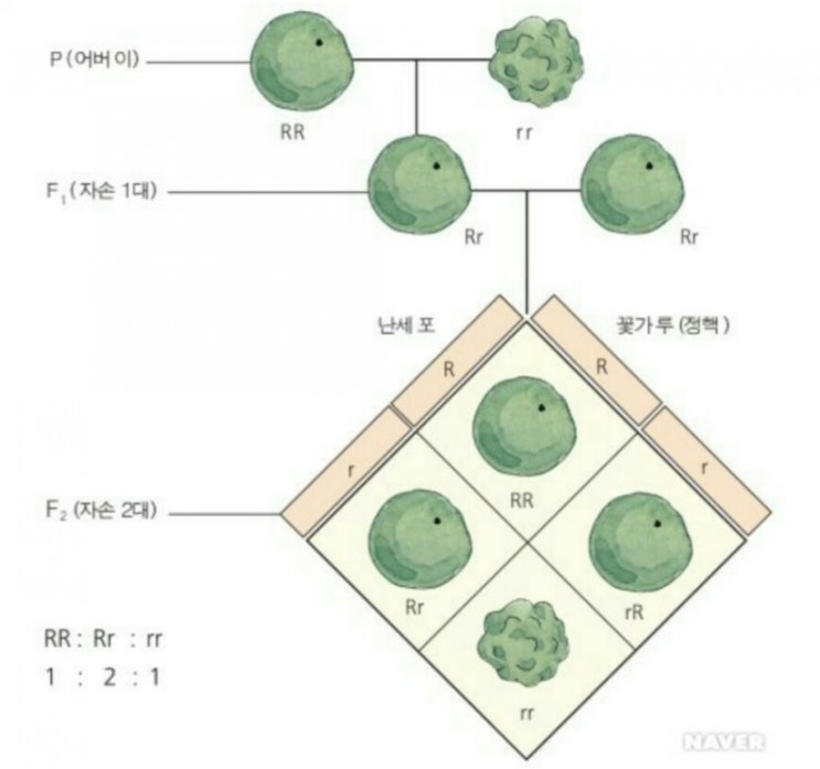 [사람유전분석] 나는 엄마, 아빠를 안닮았다??