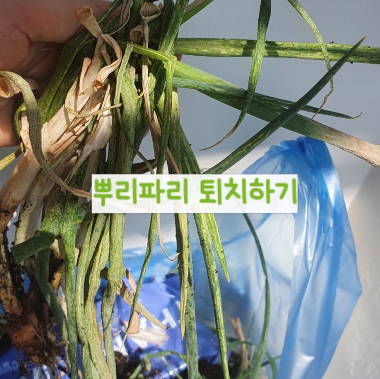  뿌리파리 퇴치일기