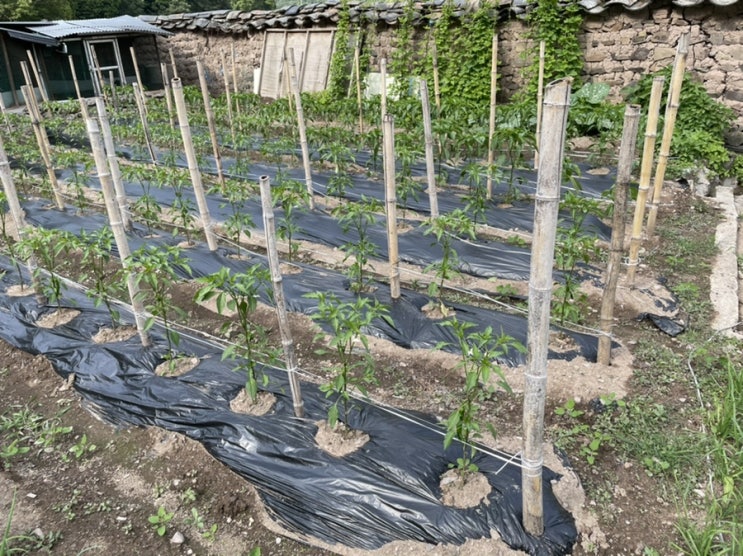  주말이야기