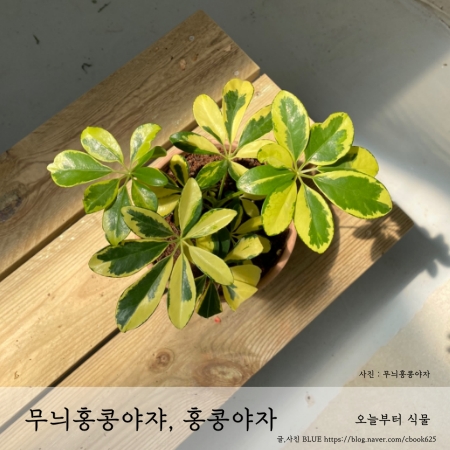  무늬홍콩야쟈, 홍콩야자(쉐플렐라) 키우기 오늘부터식물