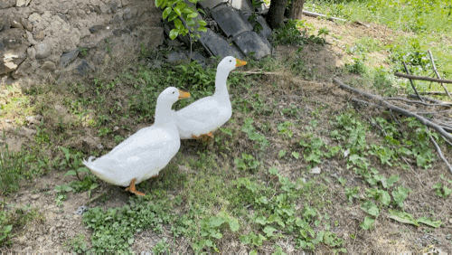  선한 영향력(탐조)
