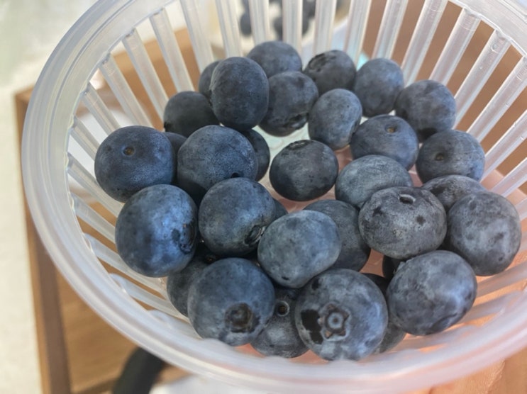 식이섬유 가득한 블루베리 다이어트 아침식단