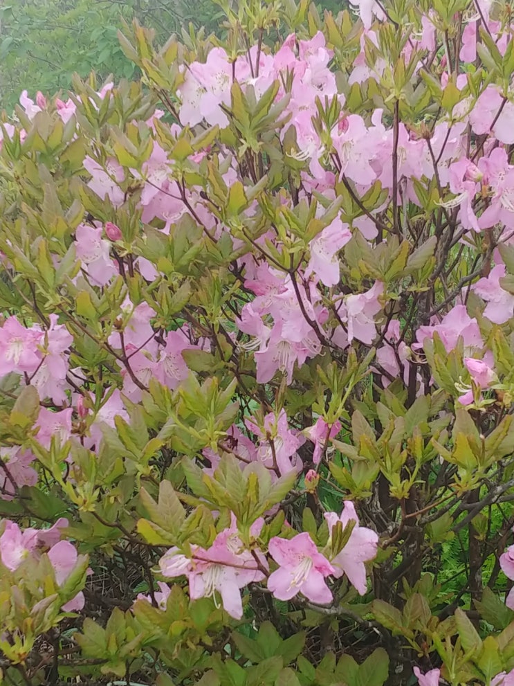 천상화원 소백산, 연화 철쭉꽃을 보다. 천상화원 소백산, 연화 철쭉꽃을 보다.
