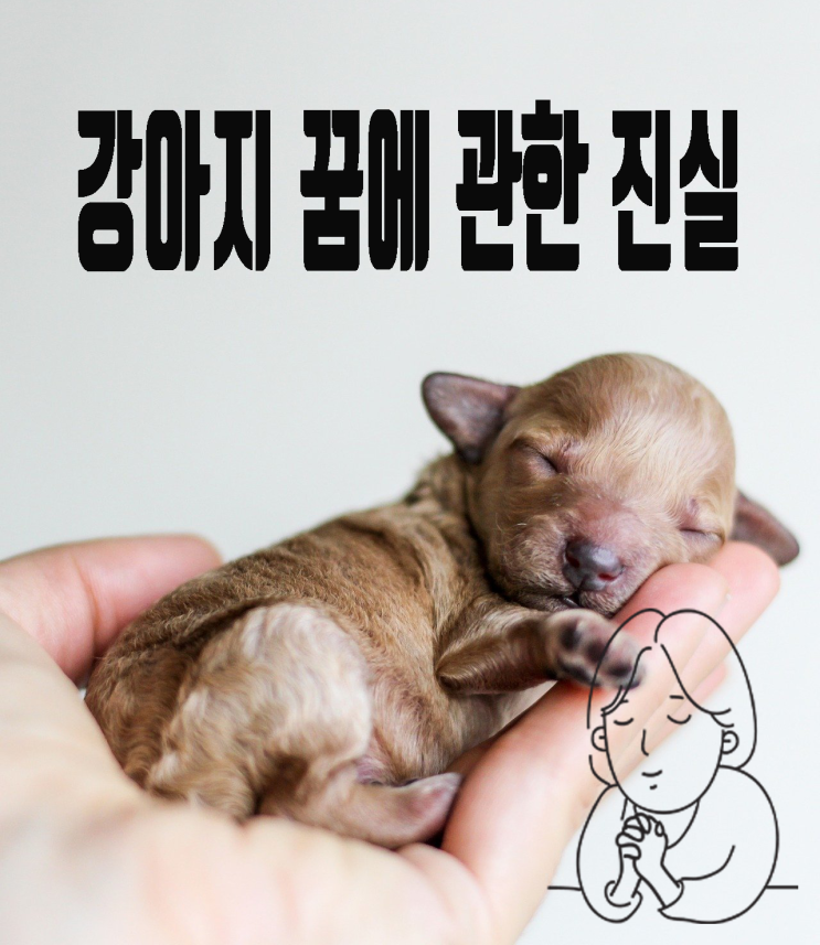 신기한 강아지 꿈에 관한 진실