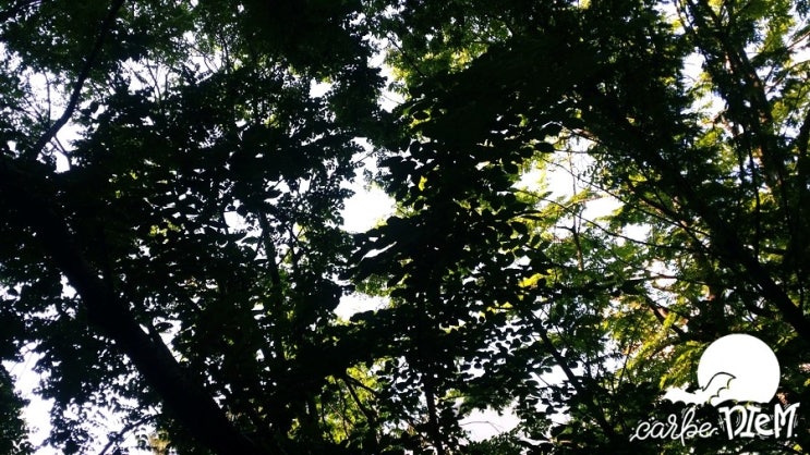  [오늘 일기]_0530 변덕스러운 날씨, 그 숲