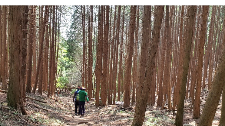 아주동에서 국사봉 산책로 근처 편백나무숲