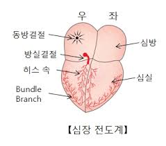 간호학 심장전도주기 수축이완기 전후부하 심박출량 심근수축력 화학수용체