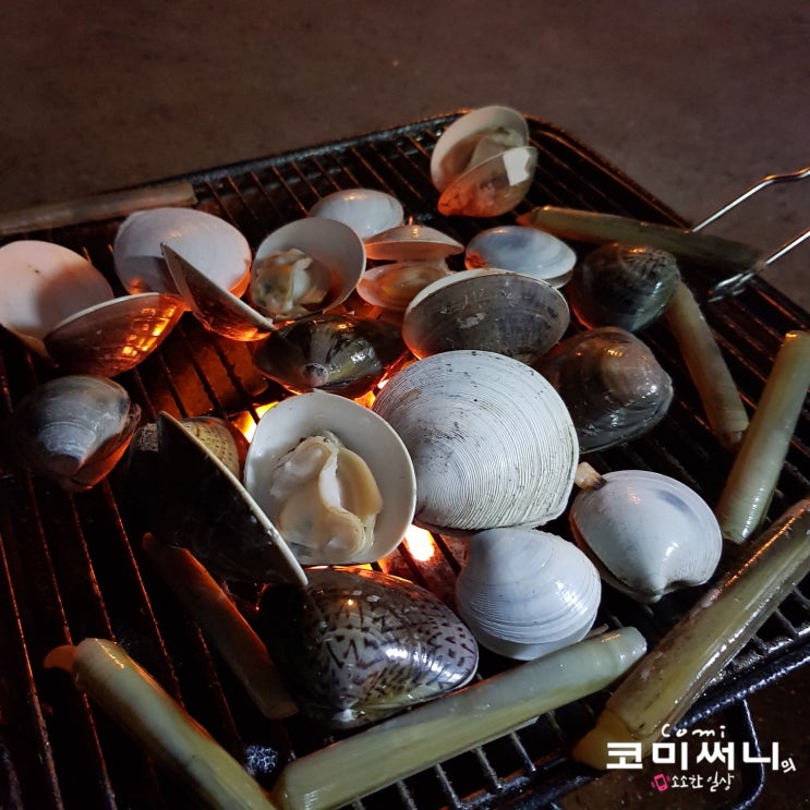 충남 태안 조개잡이 다시 찾은 서해 몽산포항/몽산포 해수욕장 조개잡이