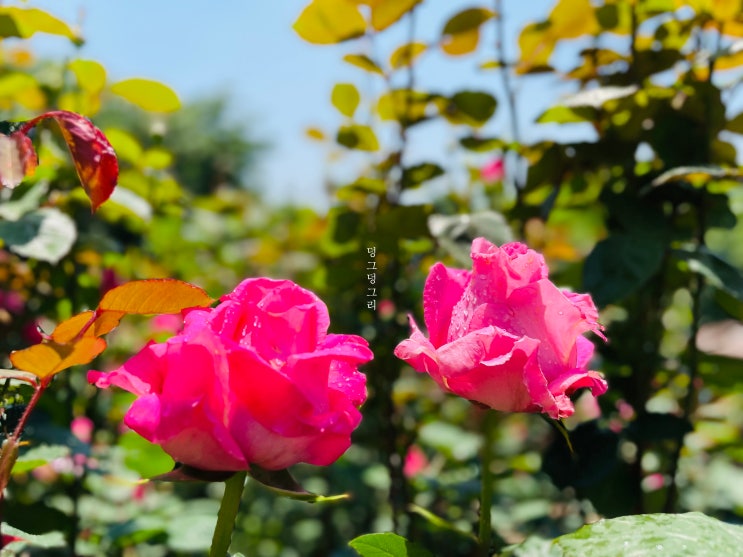 인천에 계양산 장미원, 다양한 꽃들을 만날 수 있는 힐링의 공간