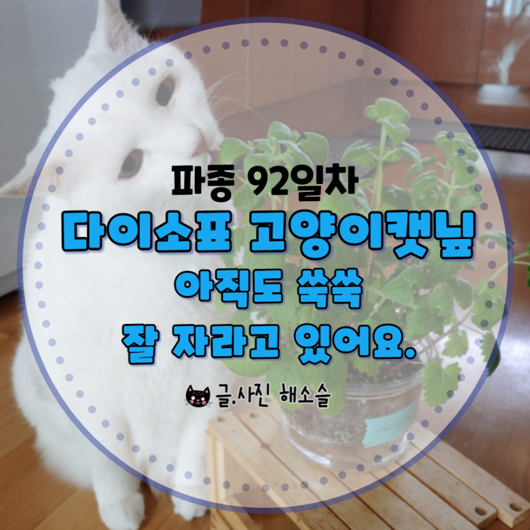  고양이 캣닢 92일차, 아직도 쑥쑥 잘 자라고 있어요
